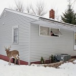 Fotografie-Serie: “Domesticated” von Amy Stein