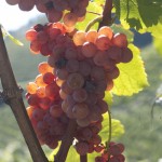 weinberg1