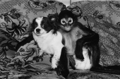 ‘Primate Portraits’ – von Robin Schwartz