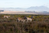 Südafrika: Roadtripping nach Bartholomeus Klip