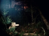 feral_2010 feral_2010
