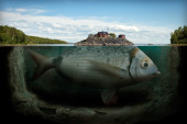 fisk fisk