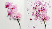Jon Shireman: Frozen Flowers