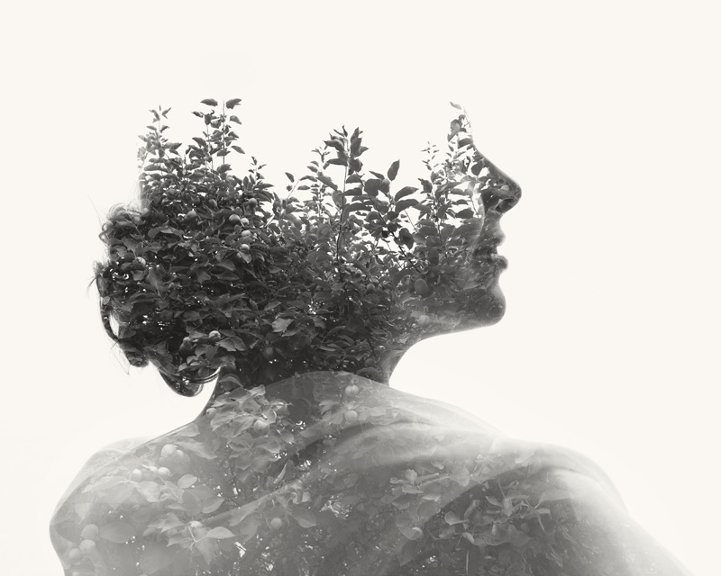 appletree800px