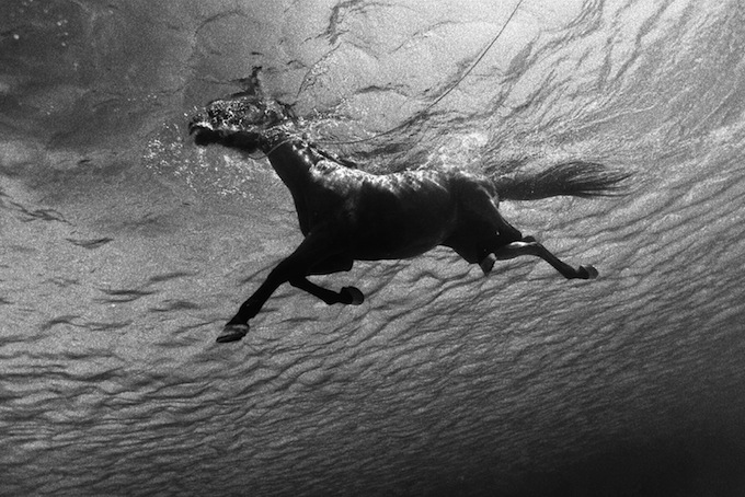 UW_horse_1095_bw