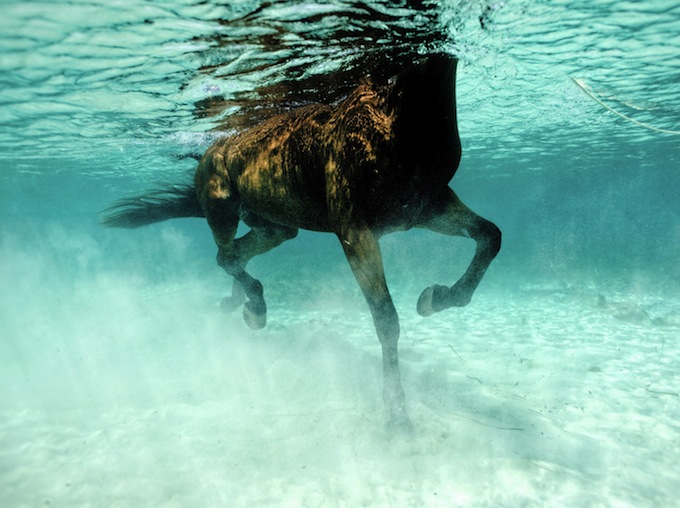 UW_horse_1154_DxOFP4