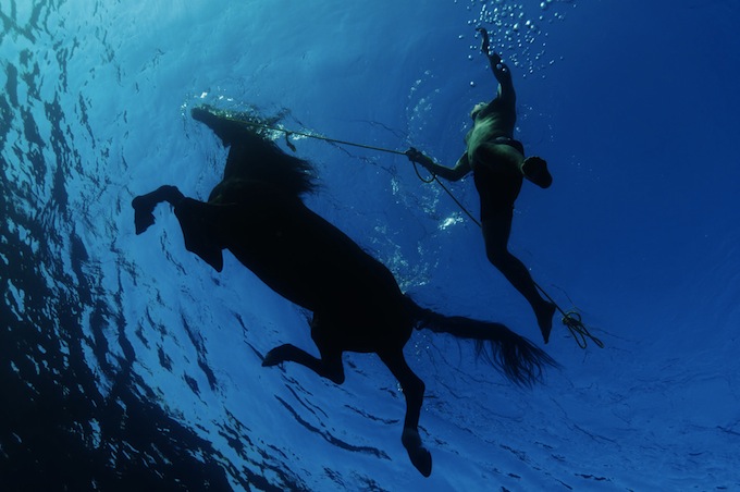 b_swimming-horse_1059_