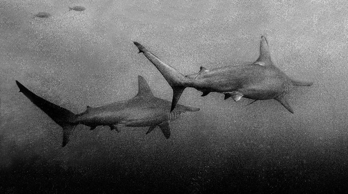 hammerheads_001